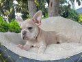 FRENCH BULLDOG YAVRULARIMIZ 