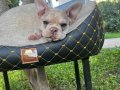 FRENCH BULLDOG YAVRULARIMIZ 