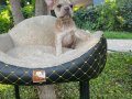 FRENCH BULLDOG YAVRULARIMIZ 