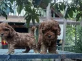 Renk renk Maltipoo Yavrularımız