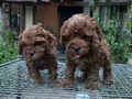 Renk renk Maltipoo Yavrularımız