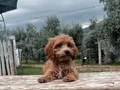 Renk renk Maltipoo Yavrularımız