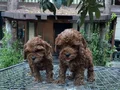 Renk renk Maltipoo Yavrularımız