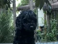 Renk renk Maltipoo Yavrularımız