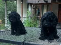 Renk renk Maltipoo Yavrularımız
