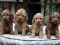 Renk renk Maltipoo Yavrularımız