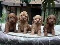 Renk renk Maltipoo Yavrularımız
