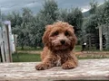 Renk renk Maltipoo Yavrularımız
