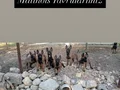 YAVRU PİRANALARIMIZ HAZIR