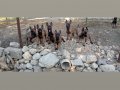 YAVRU PİRANALARIMIZ HAZIR