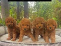 TOY POODLE YAVRULARIMIZ 