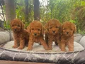 TOY POODLE YAVRULARIMIZ 