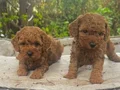 TOY POODLE YAVRULARIMIZ 
