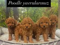 TOY POODLE YAVRULARIMIZ 