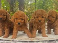 TOY POODLE YAVRULARIMIZ 