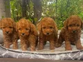 TOY POODLE YAVRULARIMIZ 