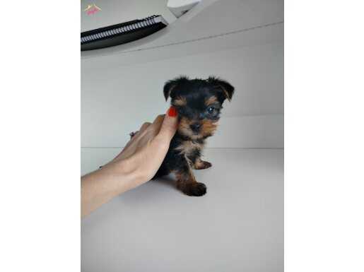 Safkan  Secereli Yorkshire Oyuncu Bebeğim