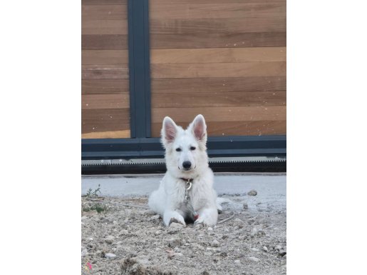 Rusyadan white swiss shepherd isviçre kurdu