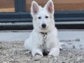 Rusyadan white swiss shepherd isviçre kurdu