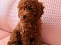 Toy poodle kahve kendi köpeğim