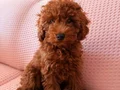 Toy poodle kahve kendi köpeğim