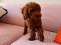 Toy poodle kahve kendi köpeğim