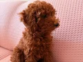 Toy poodle kahve kendi köpeğim