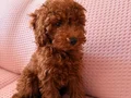 Toy poodle kahve kendi köpeğim