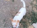 Yer sıkıntısından dolayı acil sahiplendirme