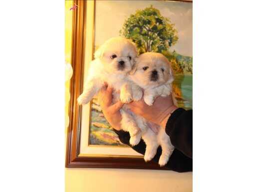 ANKARADAN MÜKEMMEL KALİTE İMPERİAL PEKİNEZ BEBEKLER