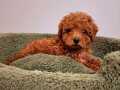 Safkan Red Poddle Bebekler
