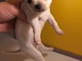 BEYAZ ÇANTA BOY CHİHUAHUA BEBEKLER