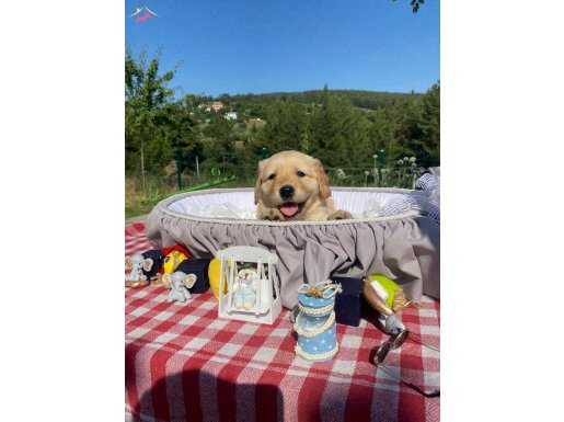 Baby Face A kalite Golden Retriever bebekler