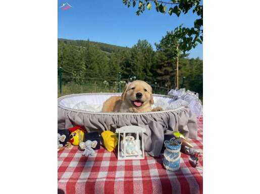 A kalite baby face Golden Retriever bebeklerim 