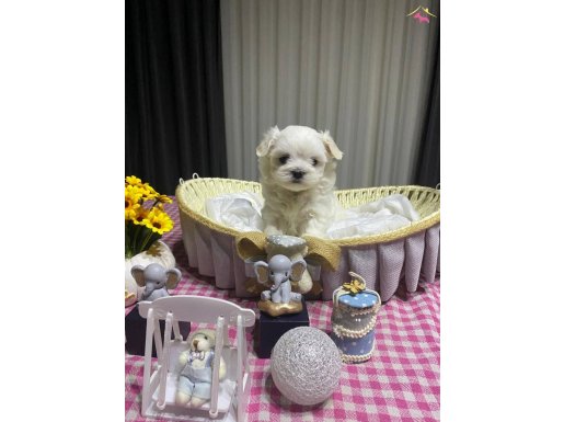 A şecereli babadan olma Kore Maltese