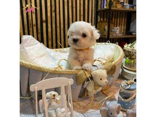 A scrli Kore babanın maltese yavruları 