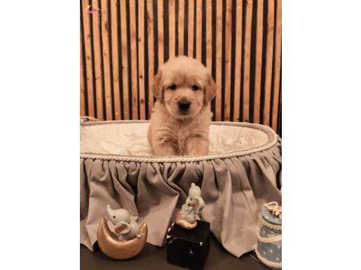 Baby face safkan golden retriever yavruları