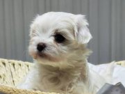 A scrli babadan Kore maltese bebeklerim 