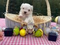 A scrli babadan Kore maltese yavru 