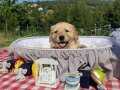 Baby Face A kalite Golden Retriever bebekler