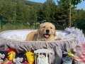 A kalite baby face Golden Retriever bebeklerim 