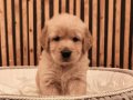 Baby face safkan golden retriever yavruları