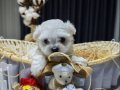 A scrli Kore babanın son maltese yavruları 