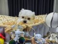 A scrli Kore babanın son maltese yavruları 