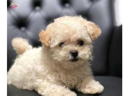 Orjinal Maltipoo Bebekler