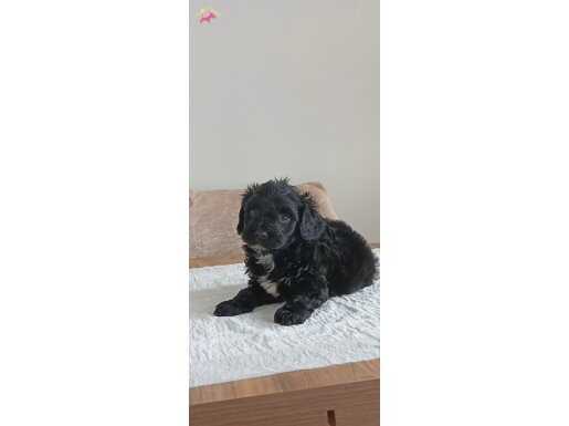 UYGUNA SİYAH MALTİPOO BEBEKLER