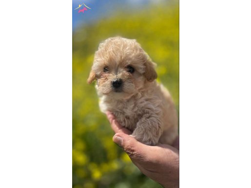 PODDLE KALİTESİNDE MALTİPOO BEBEKLERİM