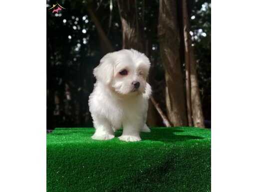 Orjinal Maltese Yavrularım