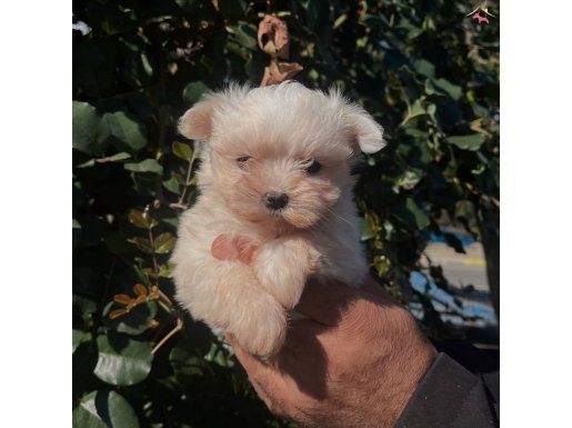 TEACUP MALTESE BEBEĞİM