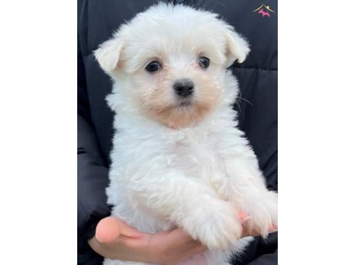 Korean Teacup Kızım